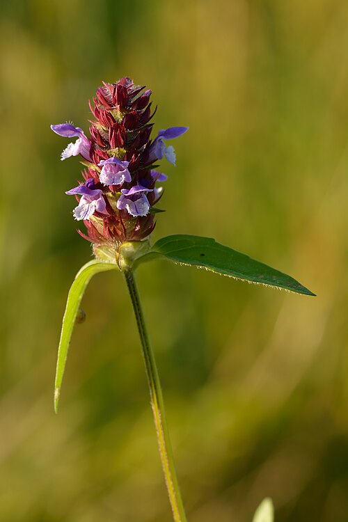 Common selfheal: Common self-heal ( Prunella vulgaris ). Keila, Northwestern Estonia.