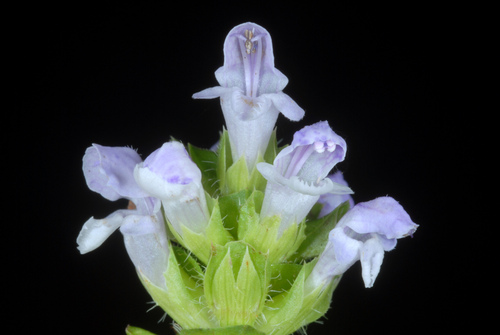 Common selfheal (Prunella vulgaris)