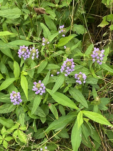 Common selfheal (Prunella vulgaris)