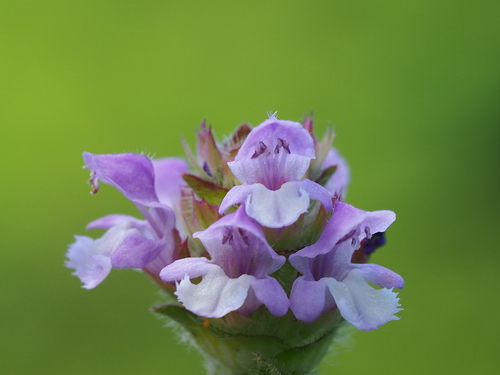 Common selfheal (Prunella vulgaris)