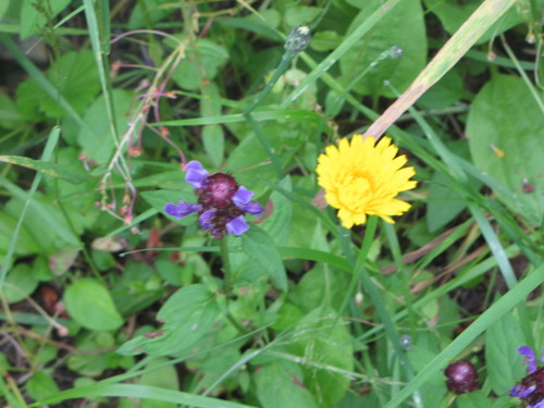 Common selfheal (Prunella vulgaris)