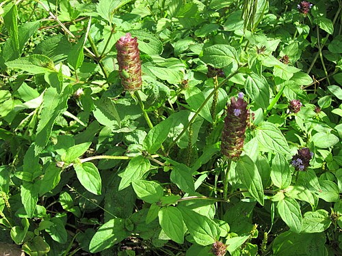 Common selfheal: Kleine Braunelle (Prunella vulgaris) im Schwetzinger Hardt