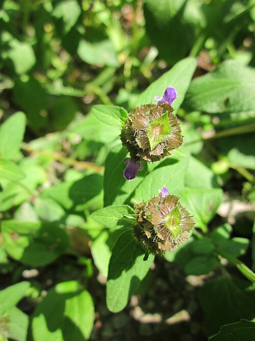Common selfheal: Kleine Braunelle ( Prunella vulgaris ) in der Schwetzinger Hardt