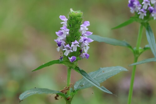 Common selfheal (Prunella vulgaris)