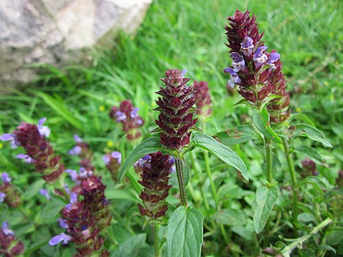 Common selfheal: Kleine Braunelle ( Prunella vulgaris ) auf der Ketscher Rheininsel