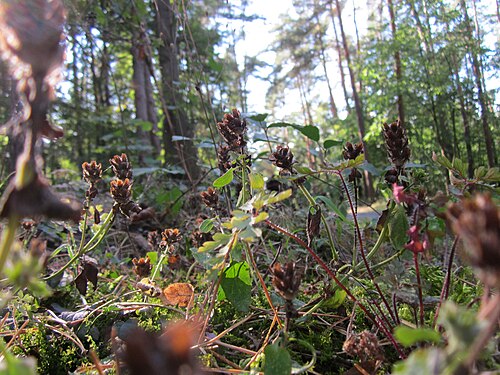 Common selfheal: Kleine Braunelle ( Prunella vulgaris ) in der Schwetzinger Hardt