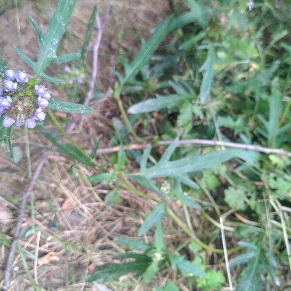 Prunella × intermedia (Prunella × intermedia)