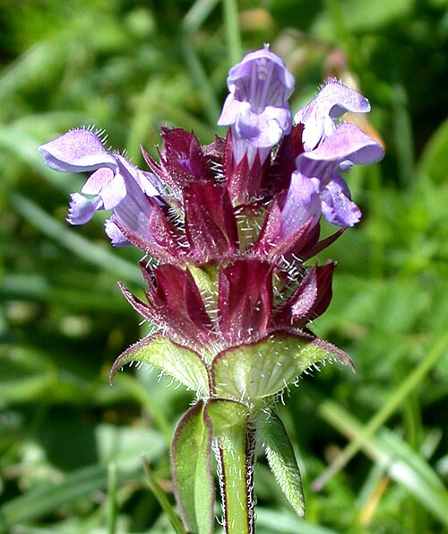 Prunella × intermedia: Cheddar Somerset