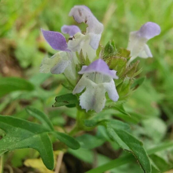 Prunella × intermedia (Prunella × intermedia)