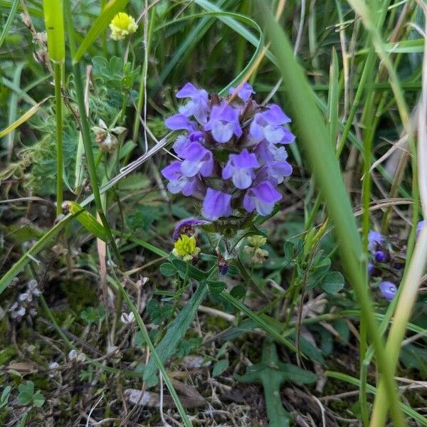 Prunella × intermedia (Prunella × intermedia)