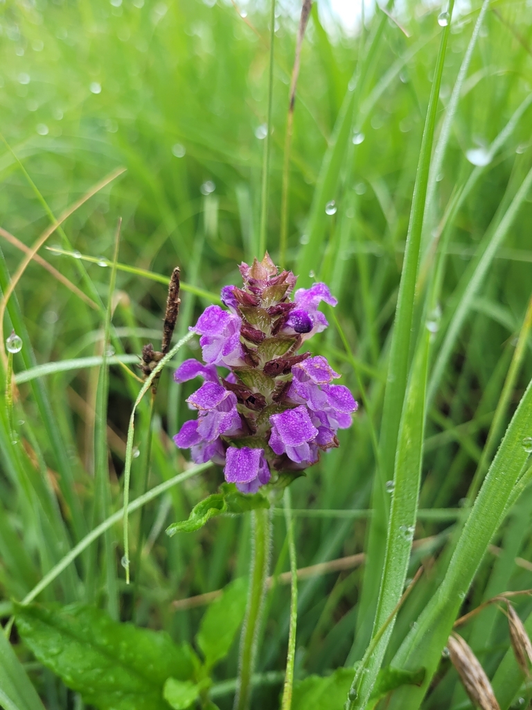Prunella × surrecta (Prunella × surrecta)