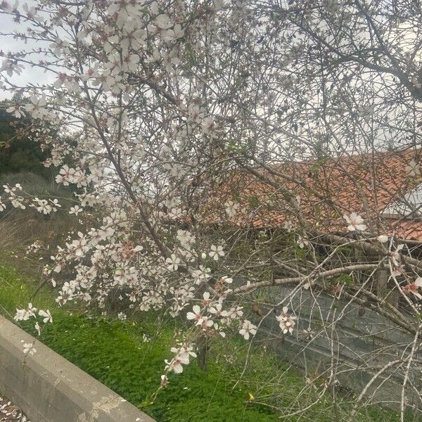 Almond (Prunus amygdalus)