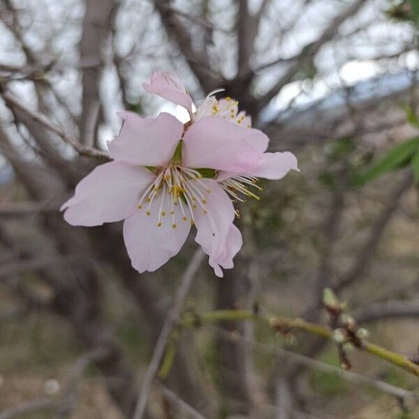 Almond (Prunus amygdalus)