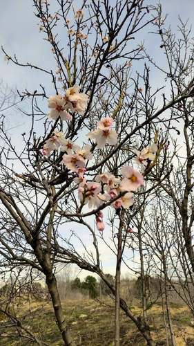 Almond (Prunus amygdalus)