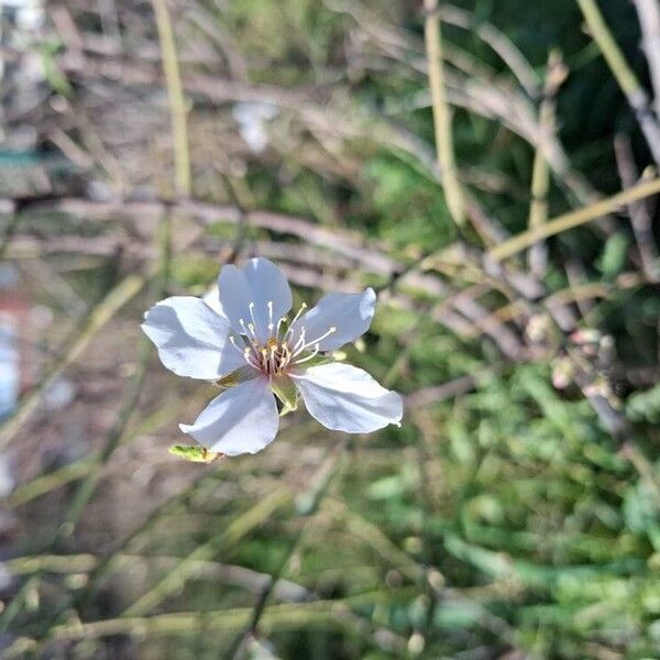 Almond (Prunus amygdalus)