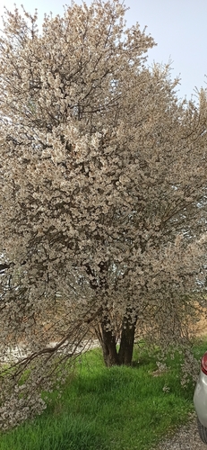 Almond (Prunus amygdalus)