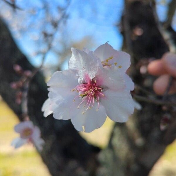 Almond (Prunus amygdalus)