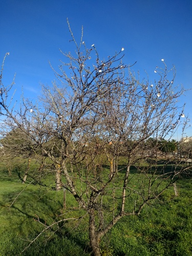 Almond (Prunus amygdalus)