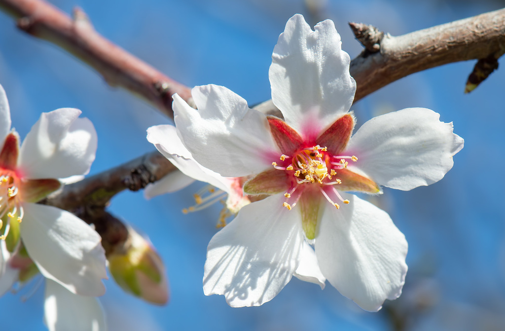 Almond (Prunus amygdalus)