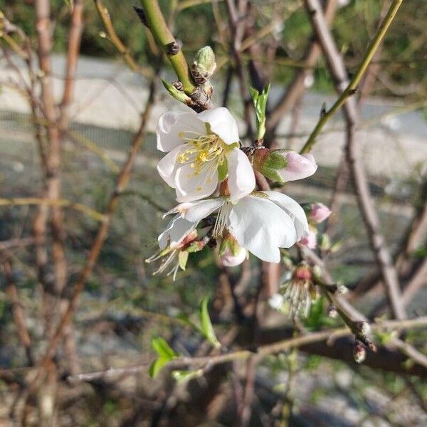 Almond (Prunus amygdalus)