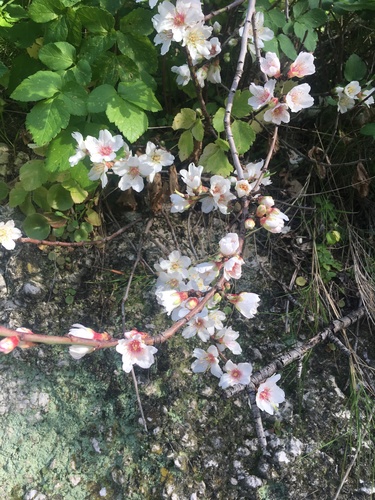Almond (Prunus amygdalus)