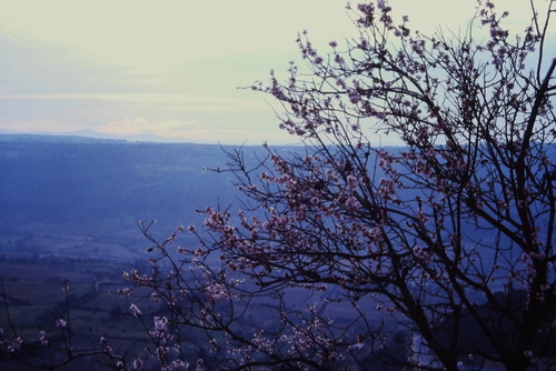 Almond (Prunus amygdalus)
