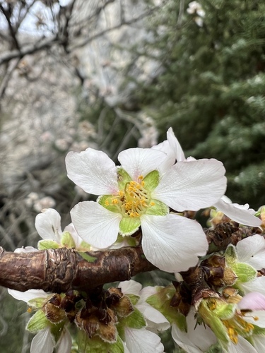 Almond (Prunus amygdalus)