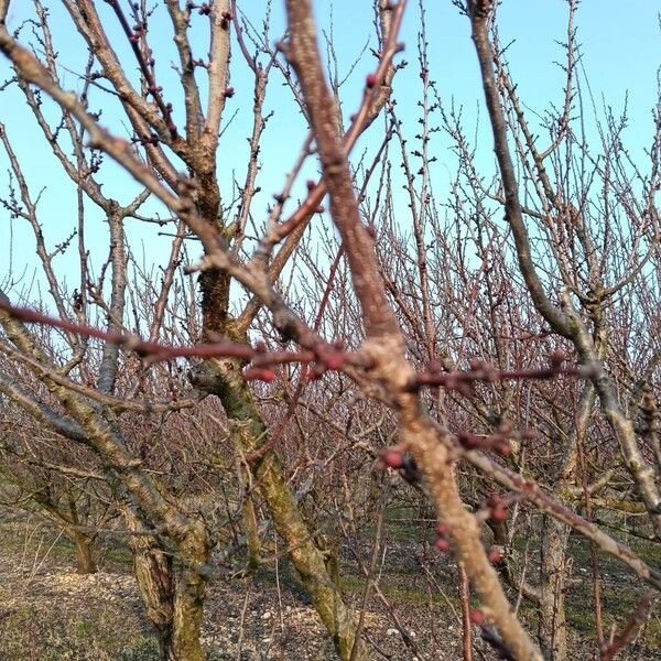 Apricot (Prunus armeniaca)