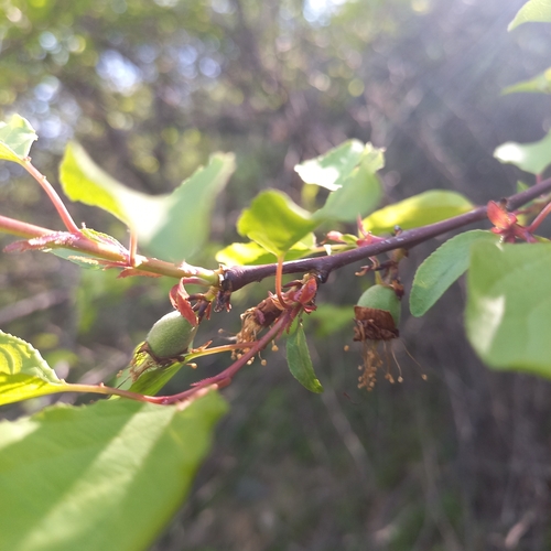 Apricot (Prunus armeniaca)