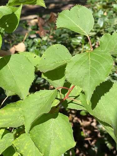 Apricot (Prunus armeniaca)