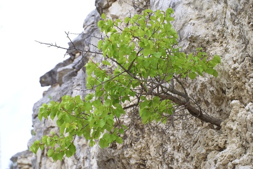 Apricot (Prunus armeniaca)