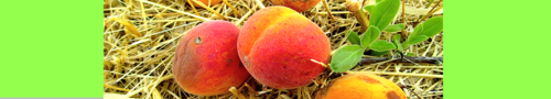 Apricot: Плоды абрикоса обыкновенного.