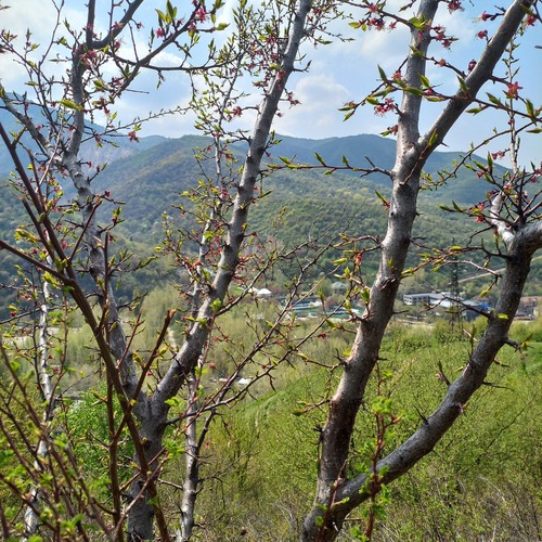 Apricot (Prunus armeniaca)