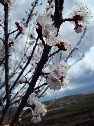 Apricot (Prunus armeniaca)