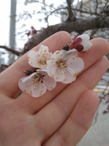 Apricot (Prunus armeniaca)