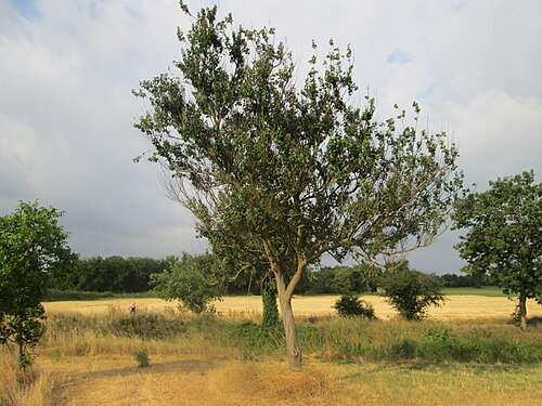 Apricot: Aprikose ( Prunus armeniaca ) auf einer ehemaligen Streuobstwiese in Hockenheim