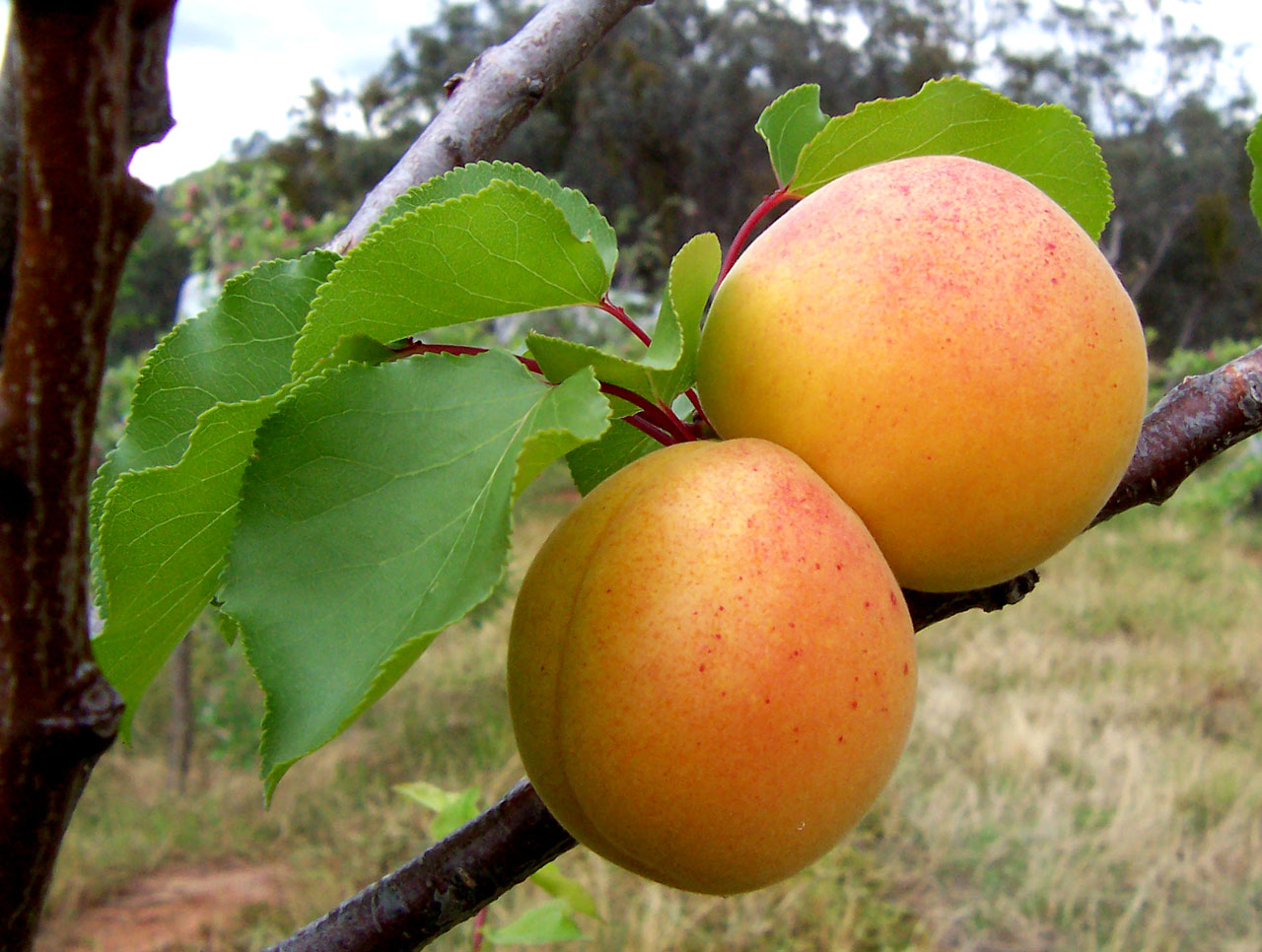 Apricot: Apricots