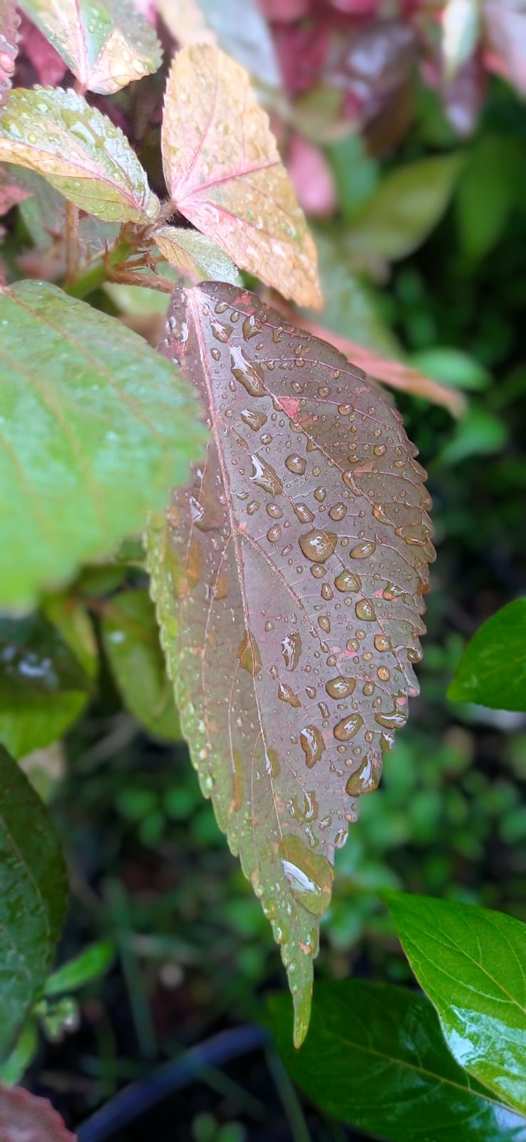Cherry plum: #Prunus_cerasifera #leaf #photography #Greenary #garden # Rainny_season