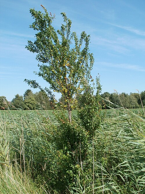 Cherry plum: Kirschpflaume ( Prunus cerasifera ) im Hockenheimer Rheinbogen