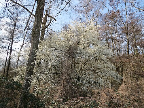 Cherry plum: Kirschpflaume ( Prunus cerasifera ) im Hockenheimer Rheinbogen