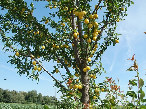 Cherry plum: Kirschpflaume im Rheinbogen