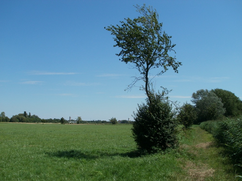 Cherry plum: Naturschutzgebiet Bachwiesen/Leopoldswiesen