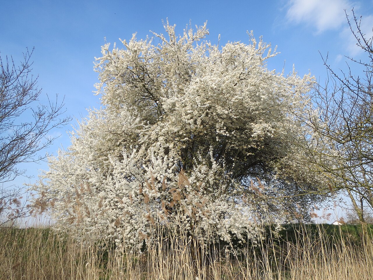Cherry plum: Kirschpflaume ( Prunus cerasifera ) im Hockenheimer Rheinbogen