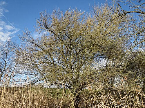 Cherry plum: Korschpflaume ( Prunus cerasifera ) im Hockenheimer Rheinbogen