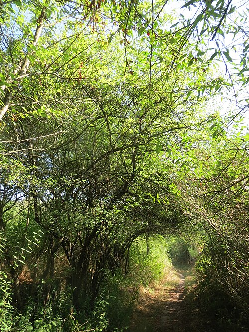 Cherry plum: Kirschpflaume ( Prunus cerasifera ) im Almet bei Sankt Arnual