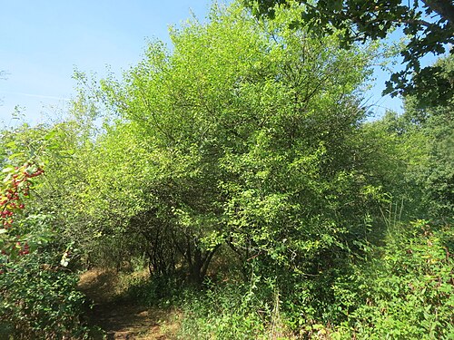 Cherry plum: Kirschpflaume ( Prunus cerasifera ) im Almet bei Sankt Arnual