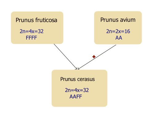 Sour cherry: Hypothèse de la relation entre les Prunus avium, fruticosa et cerasus