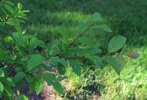 Sour cherry: Prunus cerasus s. Cerasus vulgaris . The Botanical Garden of the University of Latvia