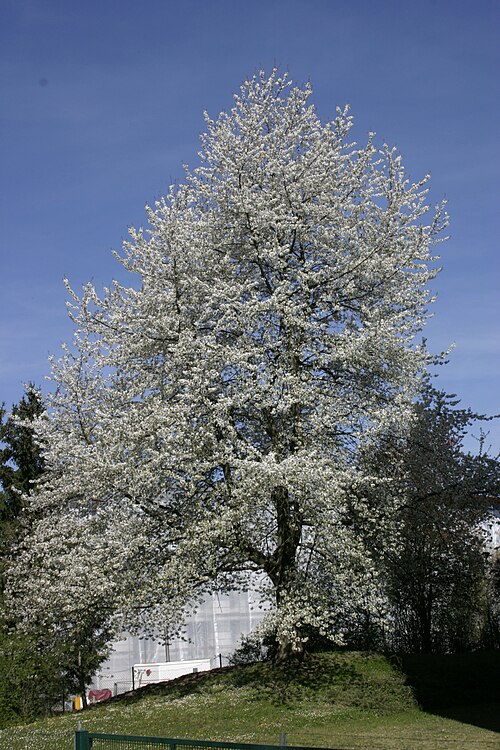 Sour cherry: Flowering Prunus cerasus