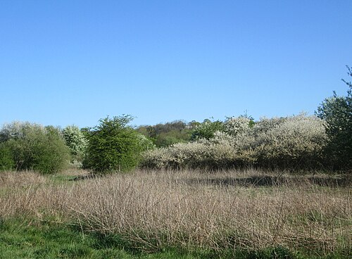Sour cherry: Sauerkirsche ( Prunus cerasus ) im Güdinger Allmet, offenbar ausgewildert als Rest einer Streuobstwiese, buschförmig wachsend